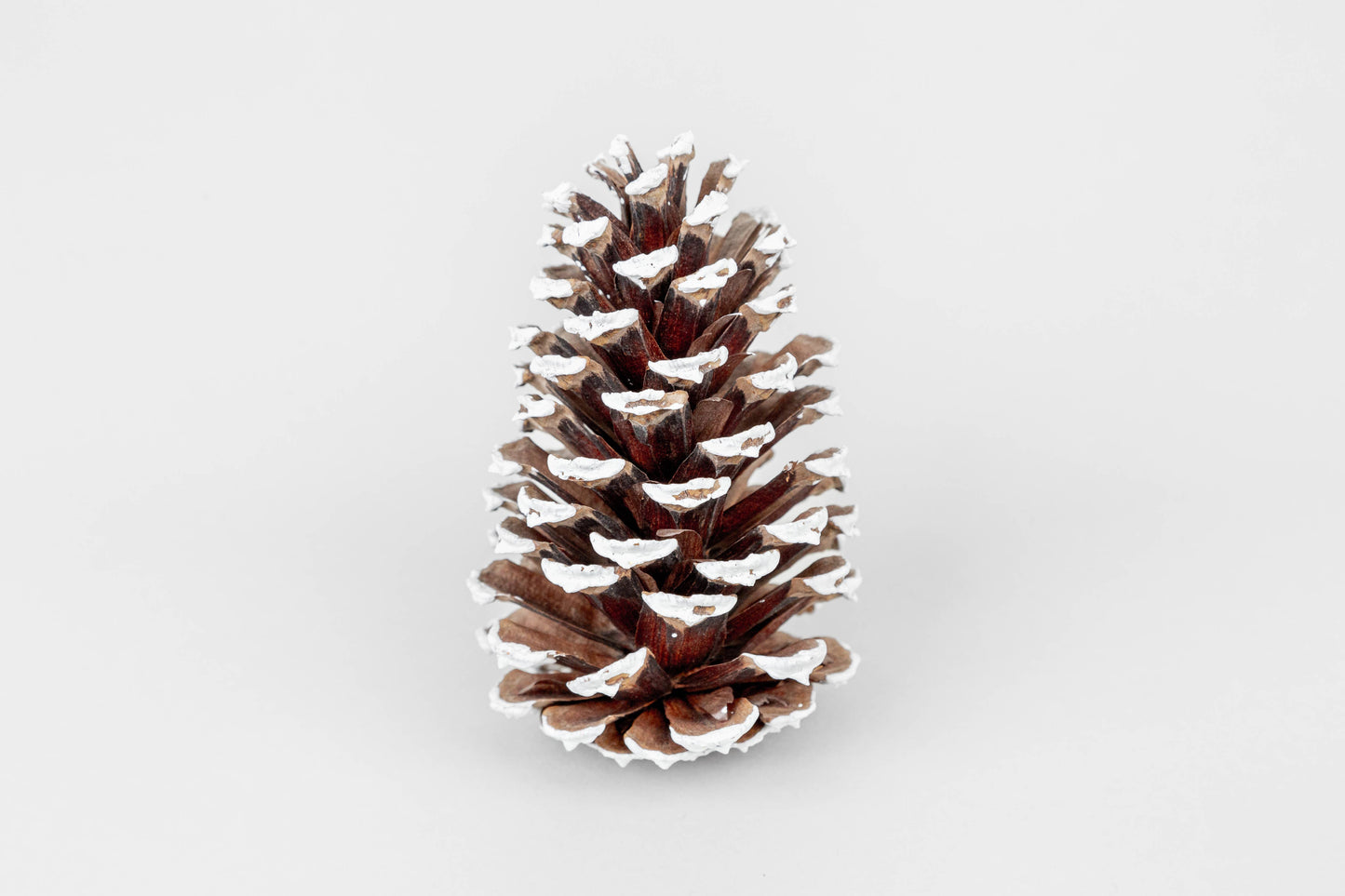 White Tipped Loblolly Pinecones - 3-4 Inches Tall