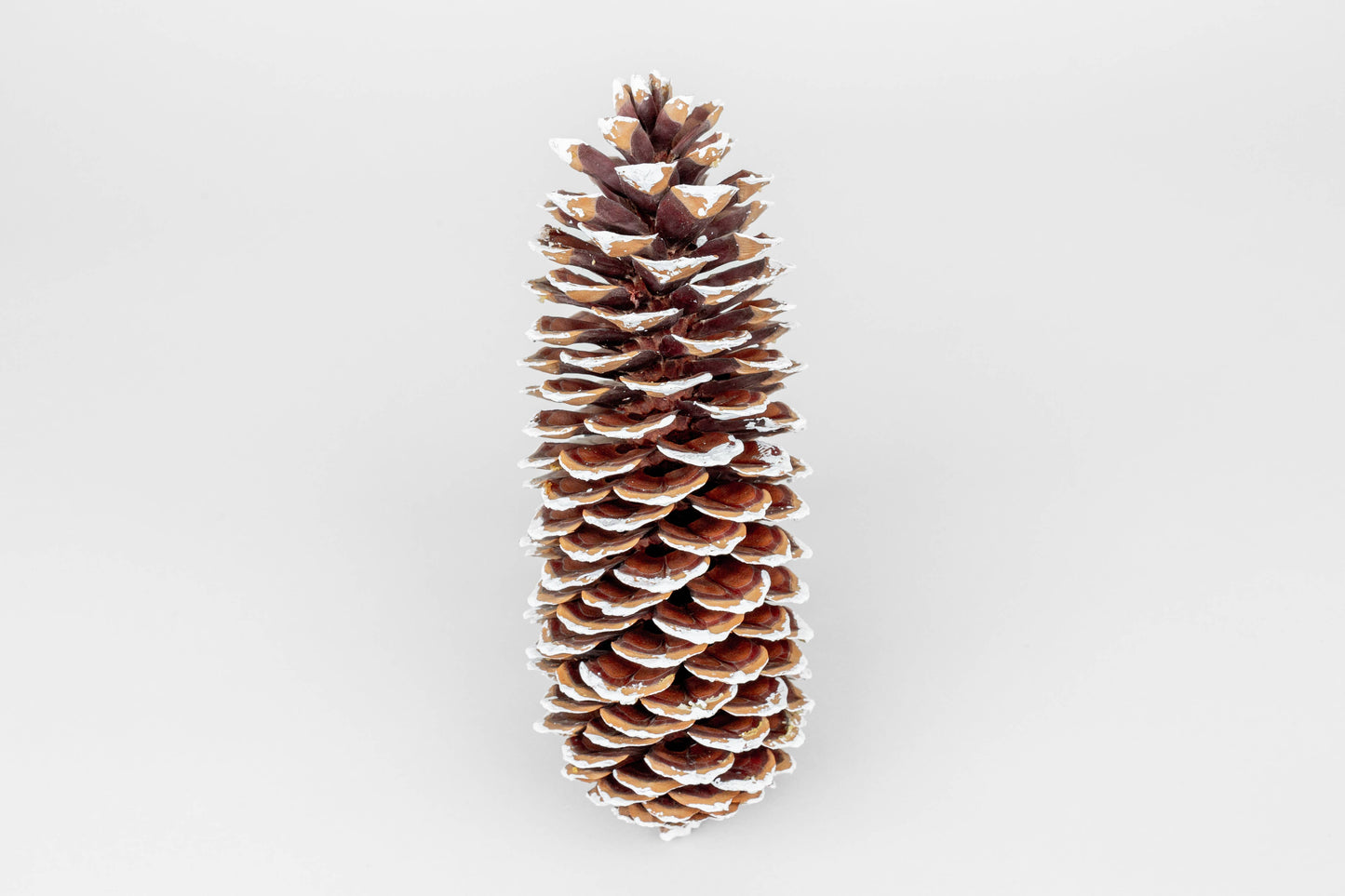 White Tipped Extra Large (Sugar) Pinecones- 9-14 Inches Tall