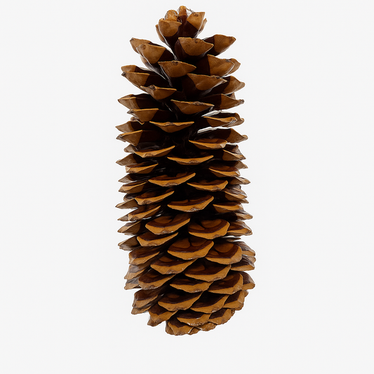 Varnished Sugar Pinecones - 9-14 Inches Tall