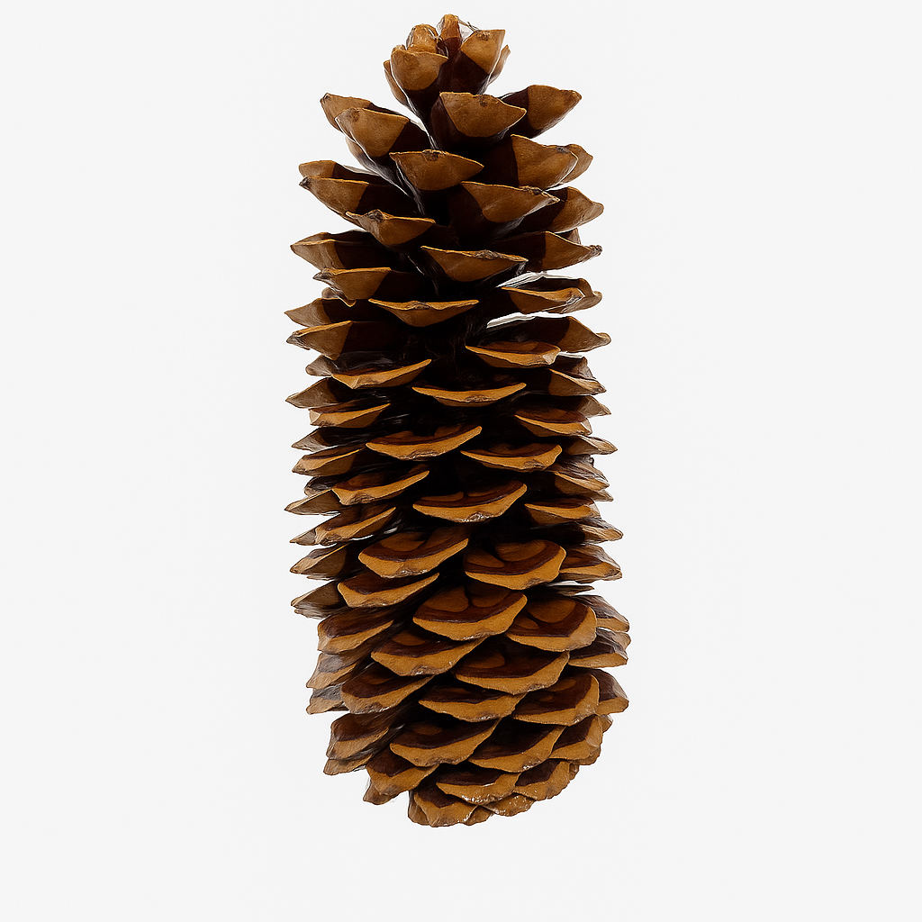 Varnished Sugar Pinecones - 9-14 Inches Tall