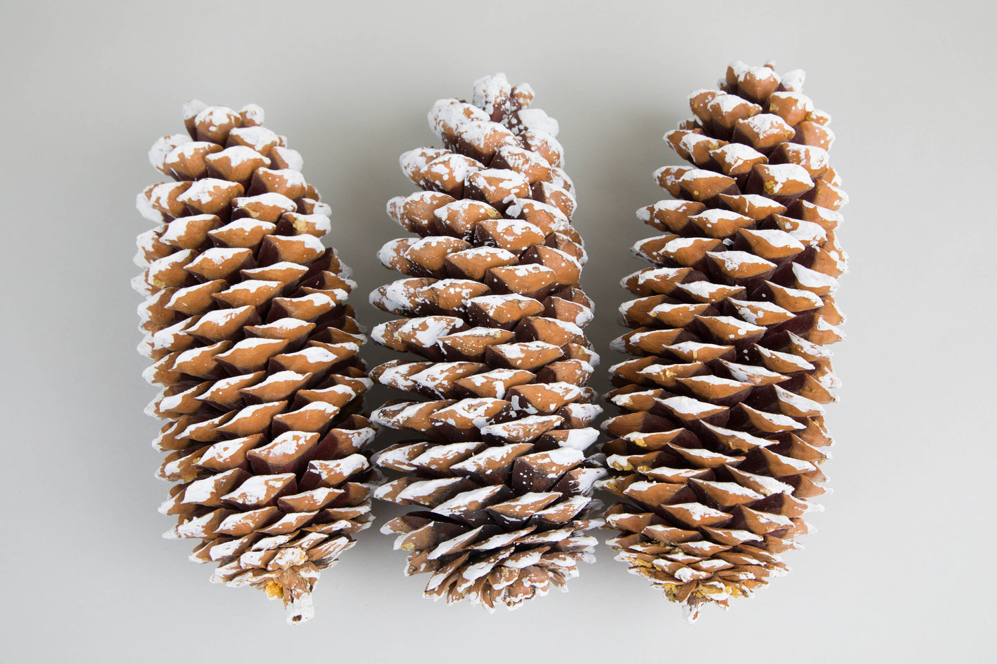 White Tipped Extra Large (Sugar) Pinecones- 9-14 Inches Tall