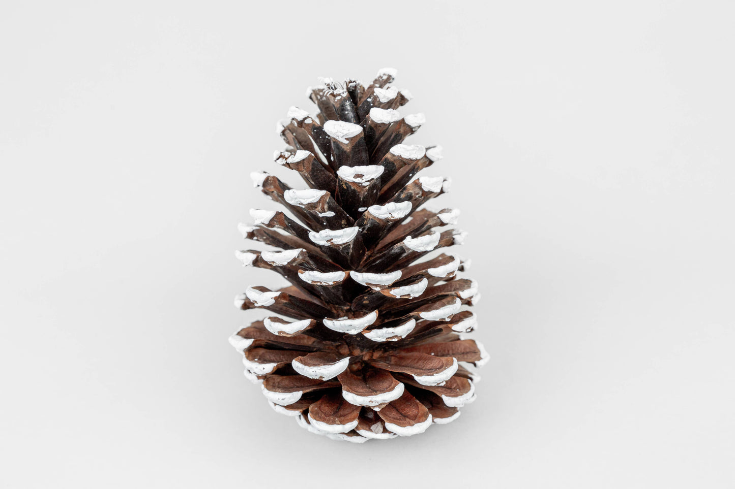 White Tipped Large (Slash) Pinecones - 4-6 Inches Tall